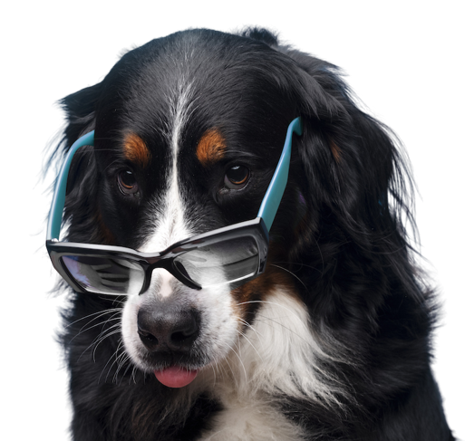 beautiful pet portrait dog removebg preview