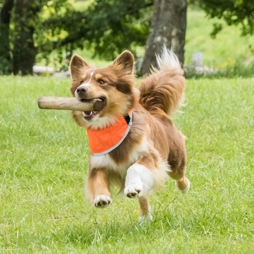 3232 Draco High Visibility Bandana Orange 5